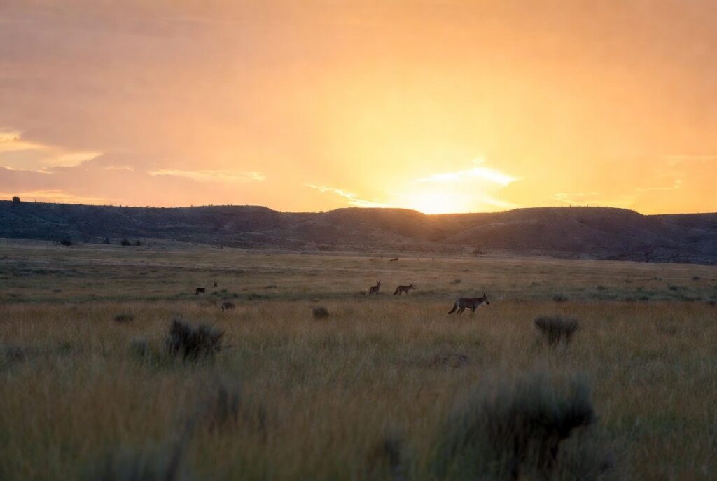 Golden sunset over a grassy plain with a few grazing antelope silhouettes in the distance.